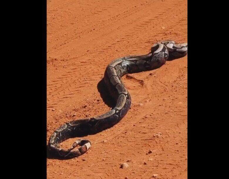 A jiboia é uma serpente da família Boidae, sendo encontrada nas Américas, África, na Europa, na Ásia e em algumas Ilhas do Oceano Pacífico.