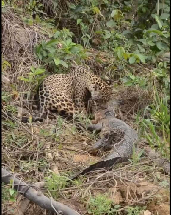 A onça-pintada (Panthera onça) é a rainha do Pantanal, ao passo que está no topo da cadeia alimentar, sendo o animal considerado o mais incrível superpredador.