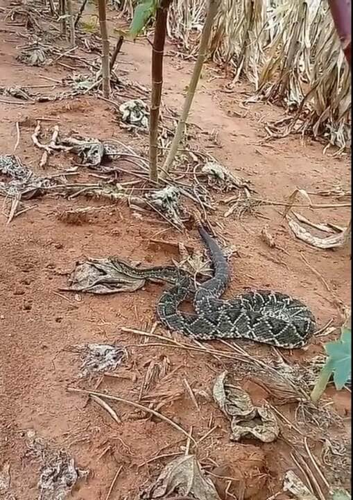 As cascavéis alimentam-se principalmente de pequenos roedores, mas podem fazer uso de seu veneno para fazerem outras vítimas, como pequenas aves, coelhos, lagartos, e, eventualmente, outras serpentes.