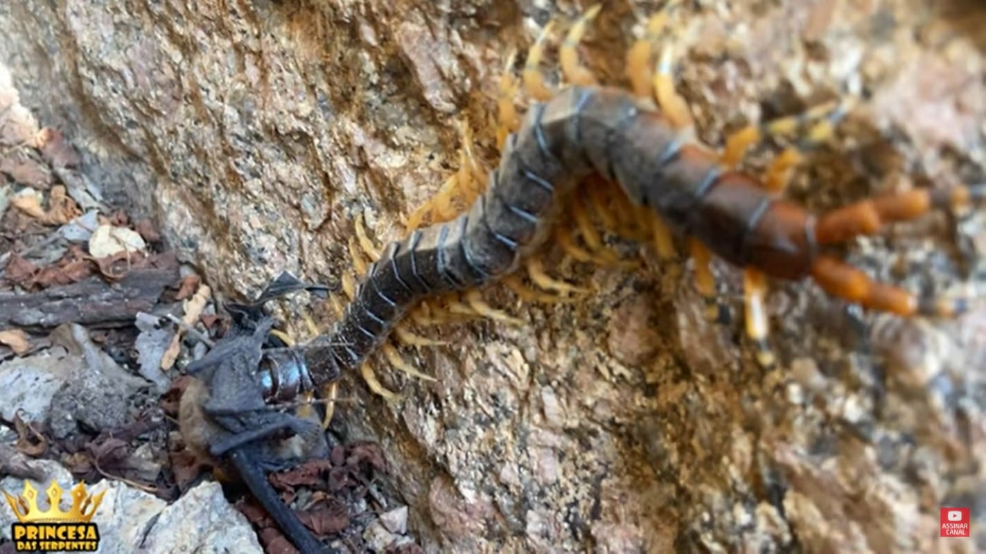 São chamadas de centopeias assim como o piolho-de-cobra, porém são espécies distintas já que os piolhos-de-cobra pertencem à classe Diplopoda.