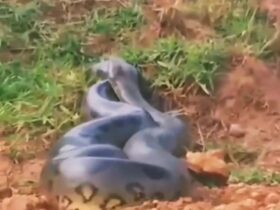 Sucuris também são conhecidas como anacondas e, assim como outras espécies de serpentes, crescem durante toda sua vida.