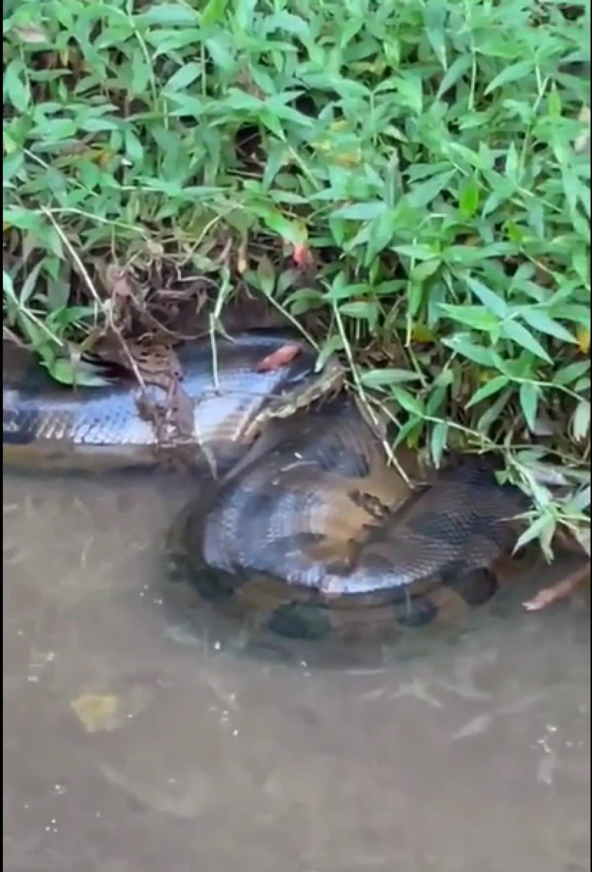 Uma das principais características das cobras sucuris, além do tamanho que chama a atenção, é o dimorfismo sexual, ou seja, nas quatro espécies, as fêmeas são maiores que os machos.