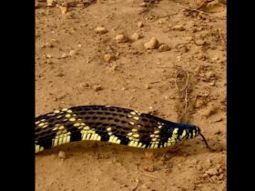 Endêmica da América do Sul, a cobra caninana (Spilotes pullatus) é uma serpente não peçonhenta (venenosa) e pode chegar a atingir até 2,5 metro de comprimento