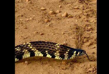 Endêmica da América do Sul, a cobra caninana (Spilotes pullatus) é uma serpente não peçonhenta (venenosa) e pode chegar a atingir até 2,5 metro de comprimento