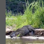 A onça-pintada (Panthera onça) é a rainha do Pantanal, ao passo que está no topo da cadeia alimentar, sendo o animal considerado o mais incrível superpredador.