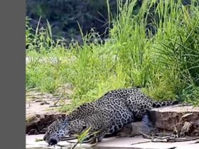 A onça-pintada (Panthera onça) é a rainha do Pantanal, ao passo que está no topo da cadeia alimentar, sendo o animal considerado o mais incrível superpredador.
