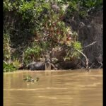 Filhotes de onça-pintada são flagrados brincando com borrachão nas águas do Pantanal