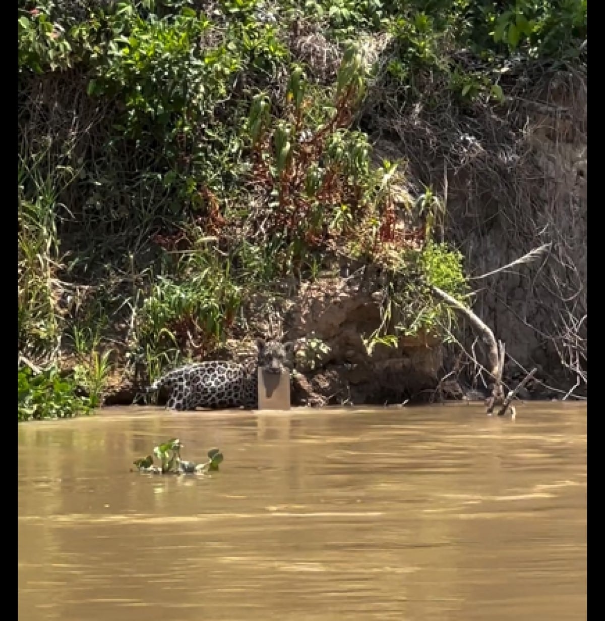 Filhotes de onça-pintada são flagrados brincando com borrachão nas águas do Pantanal