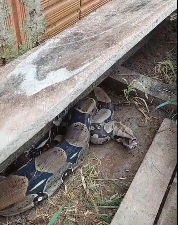 A jiboia é uma serpente da família Boidae, sendo encontrada nas Américas, África, na Europa, na Ásia e em algumas Ilhas do Oceano Pacífico.