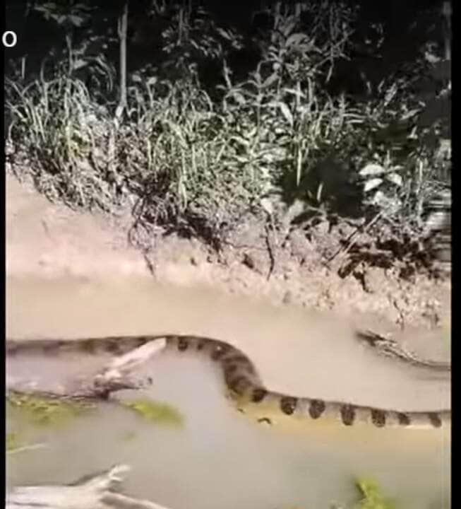 Uma das principais características das cobras sucuris, além do tamanho que chama a atenção, é o dimorfismo sexual, ou seja, nas quatro espécies, as fêmeas são maiores que os machos.