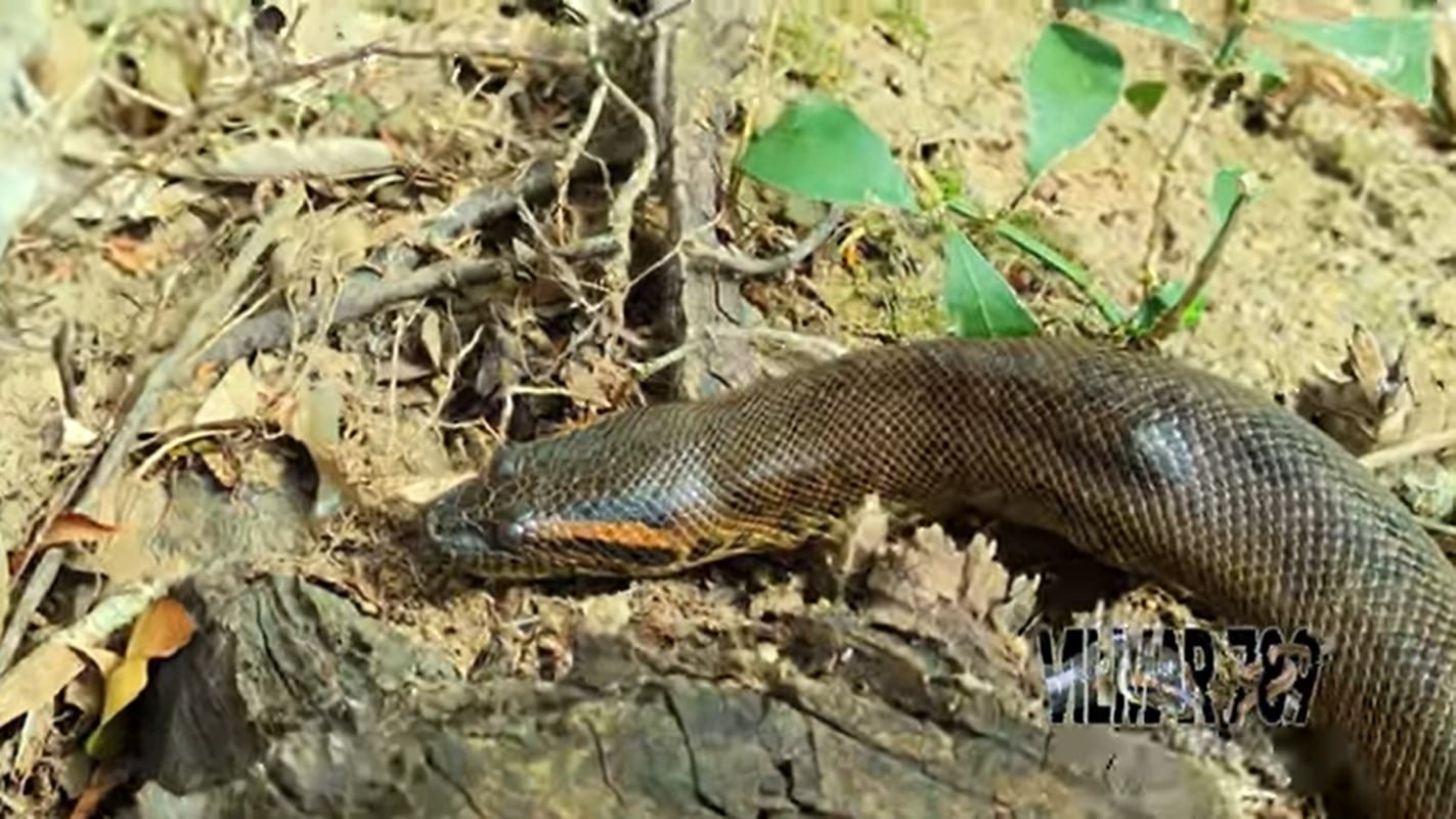 Uma das principais características das cobras sucuris, além do tamanho que chama a atenção, é o dimorfismo sexual, ou seja, nas quatro espécies, as fêmeas são maiores que os machos.