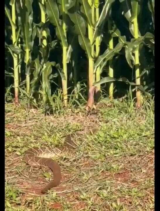 A maior parte das cobras-capelo põe ovos e a maior parte delas os abandona pouco depois da ovoposição.