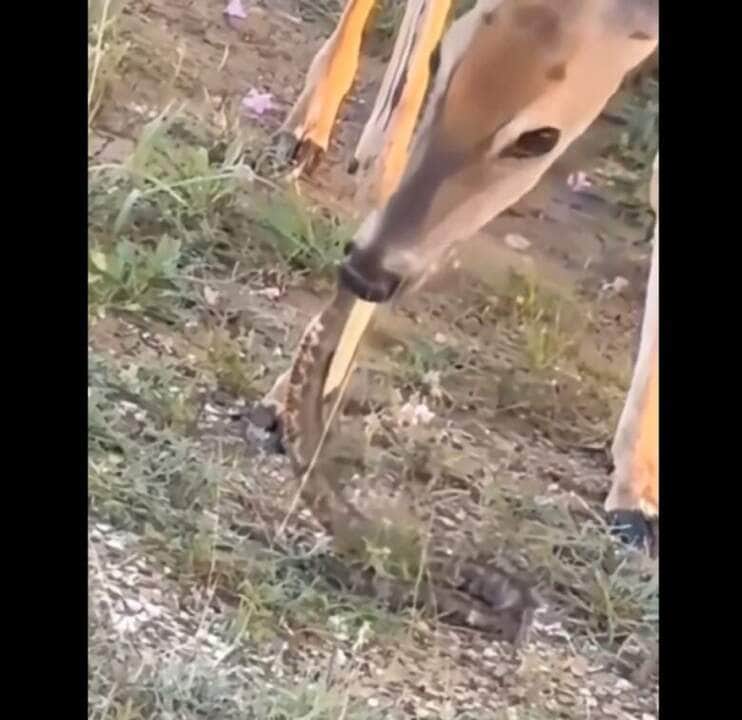 Os cervídeos, cervos (Cervidae) ou ainda veados  constituem uma família de animais ungulados artiodáctilos e ruminantes, à qual pertencem animais como a corça, o alce e o caribu.
