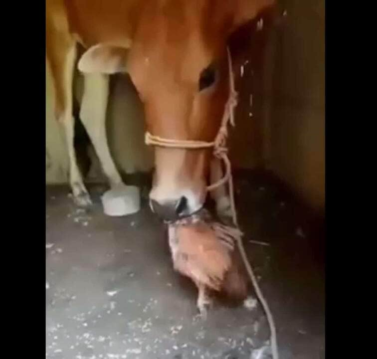 Essa espécie foi domesticada pelo homem e é utilizada em larga escala em muitas atividades como a produção de carne e de leite, representando grande importância para a economia de muitos países.