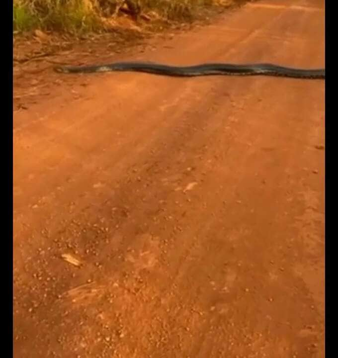 Uma das principais características das cobras sucuris, além do tamanho que chama a atenção, é o dimorfismo sexual, ou seja, nas quatro espécies, as fêmeas são maiores que os machos.