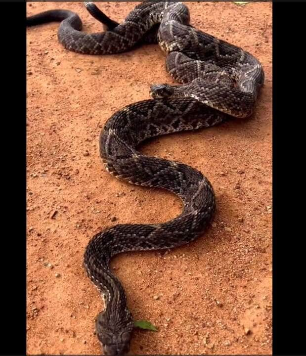 A cascavel, por razões não bem entendidas, em vez de sair completamente de sua pele antiga, mantém parte dela enrolada na cauda em forma de um anel cinzento grosseiro.