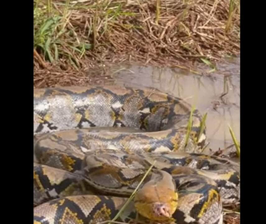 A píton-reticulada é uma cobra muito adaptável e com uma grande capacidade de se espalhar pelo ambiente.