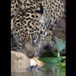 A poderosa onça-pintada (Panthera onça) é a rainha do Pantanal, ao passo que está no topo da cadeia alimentar, sendo o animal considerado o mais incrível superpredador.