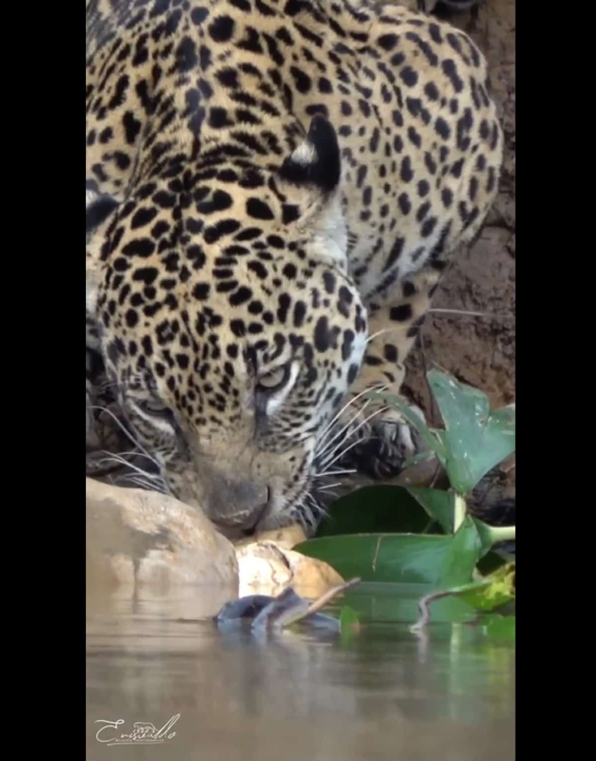 A poderosa onça-pintada (Panthera onça) é a rainha do Pantanal, ao passo que está no topo da cadeia alimentar, sendo o animal considerado o mais incrível superpredador.