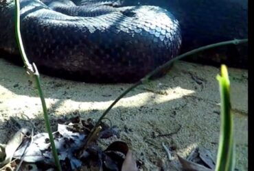 Mais uma vez o guia turístico Vilmar Teixeira dá um show de imagens ao filmar duas cobras sucuris fêmeas ocupando o mesmo espaço.