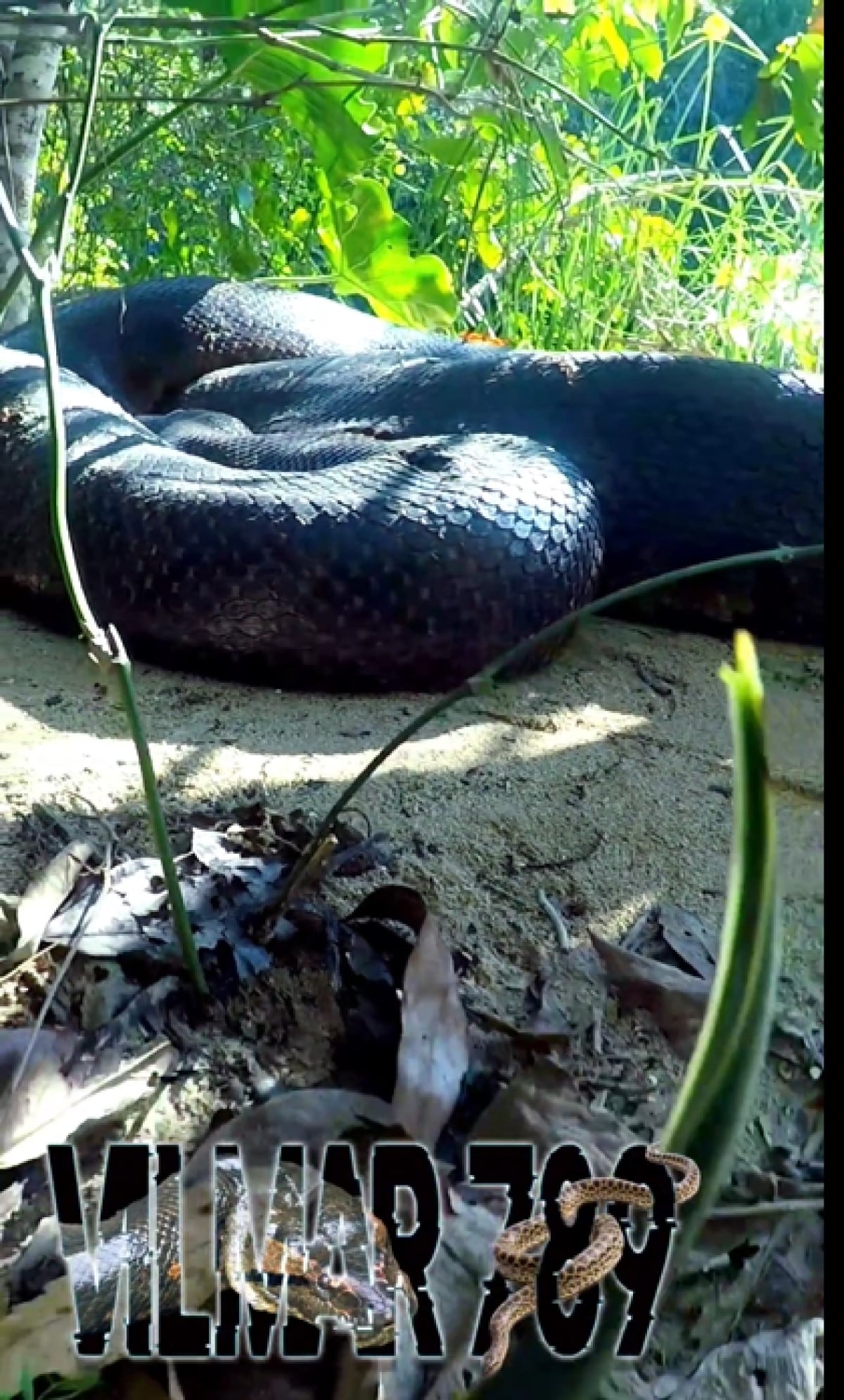 Mais uma vez o guia turístico Vilmar Teixeira dá um show de imagens ao filmar duas cobras sucuris fêmeas ocupando o mesmo espaço.