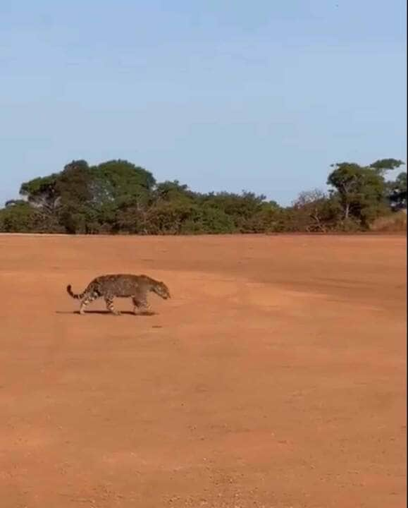 Porém, o maior desafio desses maravilhosos felinos é sobreviver em espaços cada vez menores por conta do desmatamento e destruição de seu habitat natural.