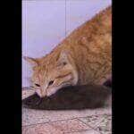 Segundo pesquisas realizadas por instituições norte-americanas, os gatos consistem no segundo animal de estimação mais popular do mundo, estando numericamente atrás apenas dos peixes de aquário.