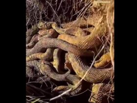 A cobra cascavel (Crotalus e Sistrurus) é uma serpente peçonhenta que possui chocalho na cauda, sendo o grande diferencial das demais cobras.