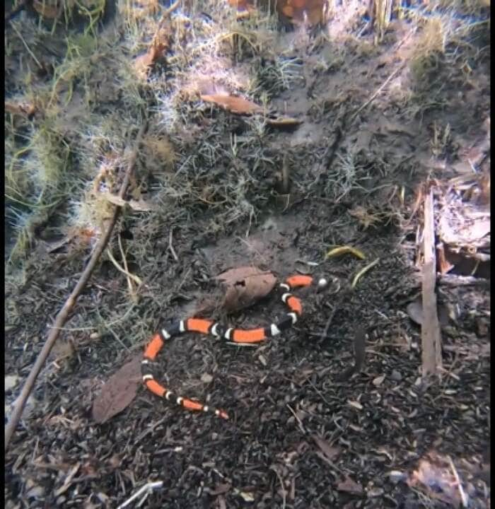 No Brasil, podem ser conhecidas pelos nomes cobra-coral-venenosa, coral-venenosa, coral-verdadeira, ibiboboca, ibiboca e ibioca.