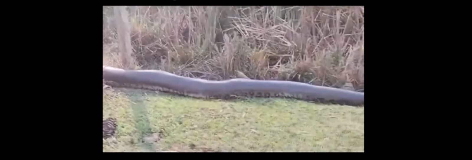 Cobra sucuri gigante é avistada em pastagem