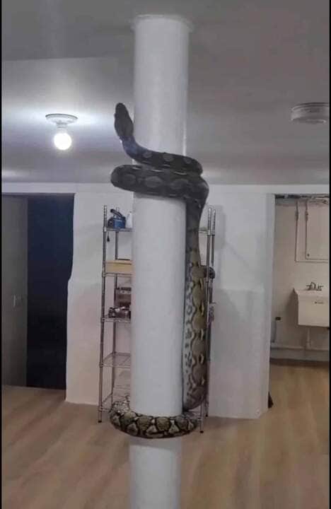 Com alto grau de adaptação em qualquer ambiente, a píton pode se espalhar facilmente em qualquer parte do mundo, o que pode influenciar no desequilíbrio ecológico da localidade.