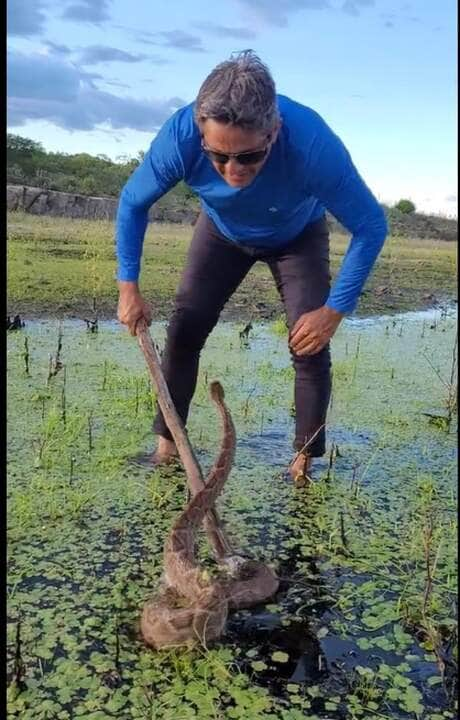 A cascavel, por razões não bem entendidas, em vez de sair completamente de sua pele antiga, mantém parte dela enrolada na cauda em forma de um anel cinzento grosseiro.