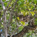 Incrível como a cobra jiboia fica imóvel em árvore; estratégia confunde predadores