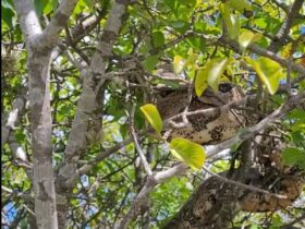 Incrível como a cobra jiboia fica imóvel em árvore; estratégia confunde predadores