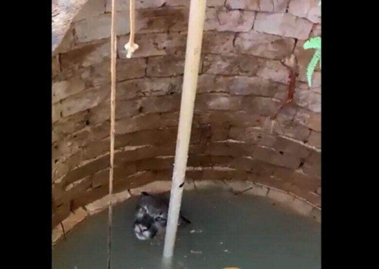 Possui coloração variando do cinzento ao marrom-avermelhado, com a ponta da cauda de cor preta, áreas laterais do focinho e ventre de cor brancas.