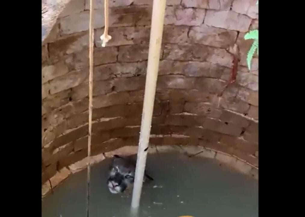 Possui coloração variando do cinzento ao marrom-avermelhado, com a ponta da cauda de cor preta, áreas laterais do focinho e ventre de cor brancas.