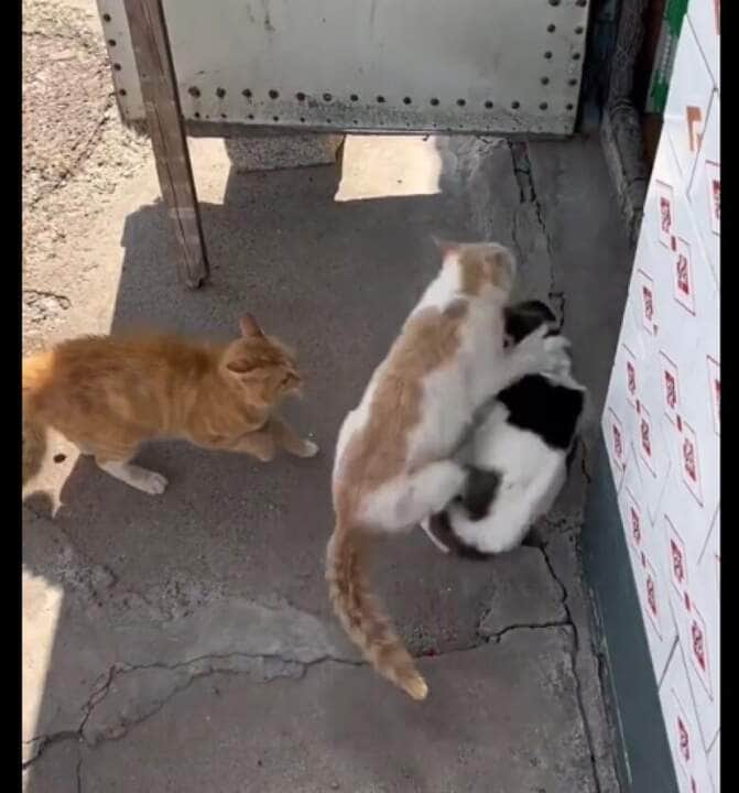 Os gatos, assim como todos os felinos, originaram-se da evolução de Miacis, um mamífero predador, que habitou a Terra no Paleoceno, há aproximadamente 55 milhões de anos, época em que surgiram os mais antigos mamíferos carnívoros.