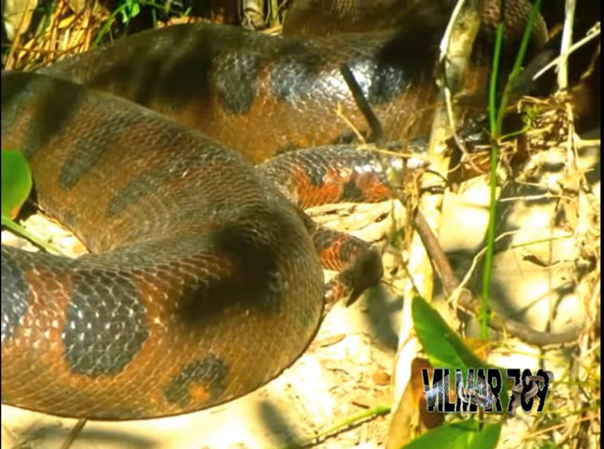 A troca de pele nas cobras sucuris é um processo biológico e necessário para o seu crescimento.