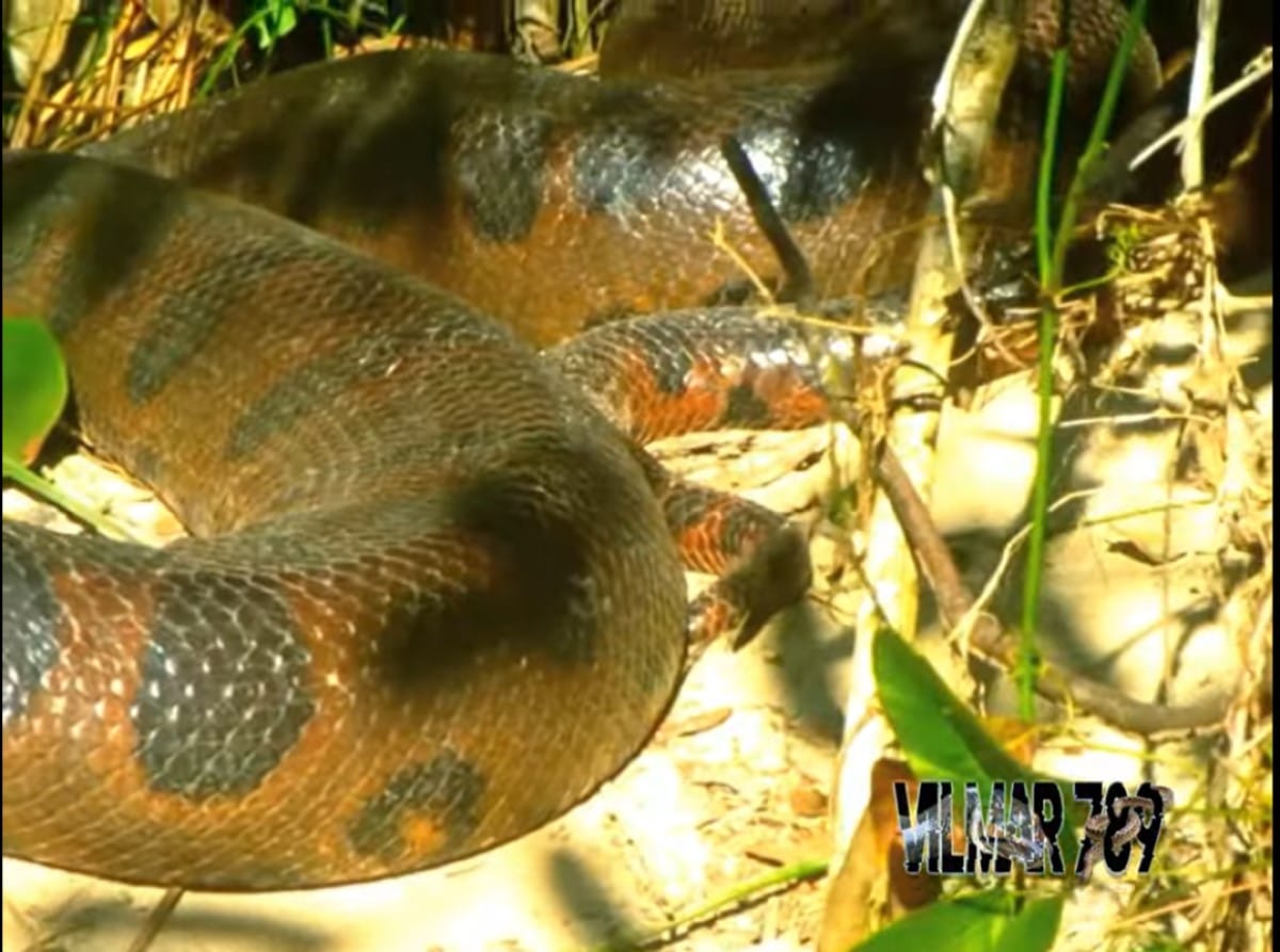 A verdade por trás do vídeo que mostra um 'esqueleto de cobra