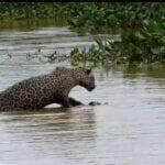 Porém, o maior desafio desses maravilhosos felinos é sobreviver em espaços cada vez menores por conta do desmatamento e destruição de seu habitat natural.