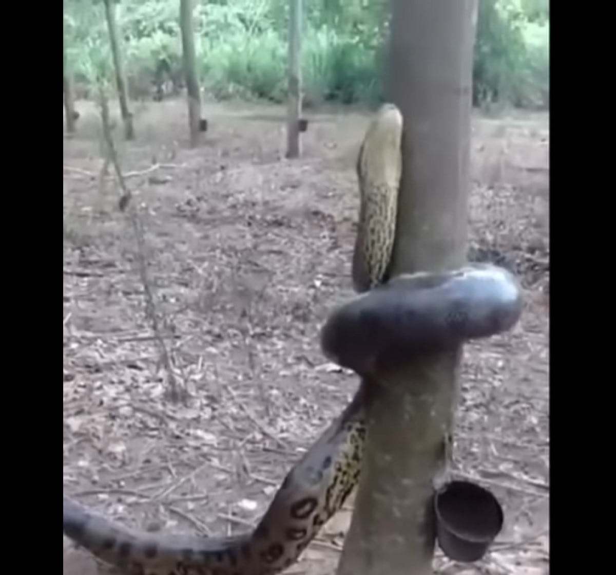 A troca de pele nas cobras sucuris é um processo biológico e necessário para o seu crescimento.