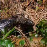 Porém, o maior desafio desses maravilhosos felinos é sobreviver em espaços cada vez menores por conta do desmatamento e destruição de seu habitat natural.