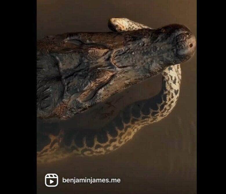 Os jacarés habitam as Américas, tendo desaparecido da Europa no Plioceno. Na América do Norte, ocorre, somente, o gênero Alligator.
