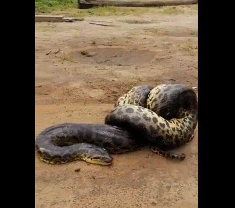De habito semiaquático, as cobras sucuris (Eunectes) são endêmicas da América do sul e podem ser divididas em quatro espécies.