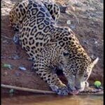 A poderosa onça-pintada (panthera onça) é a rainha do pantanal, ao passo que está no topo da cadeia alimentar, sendo o animal considerado o mais incrível superpredador.