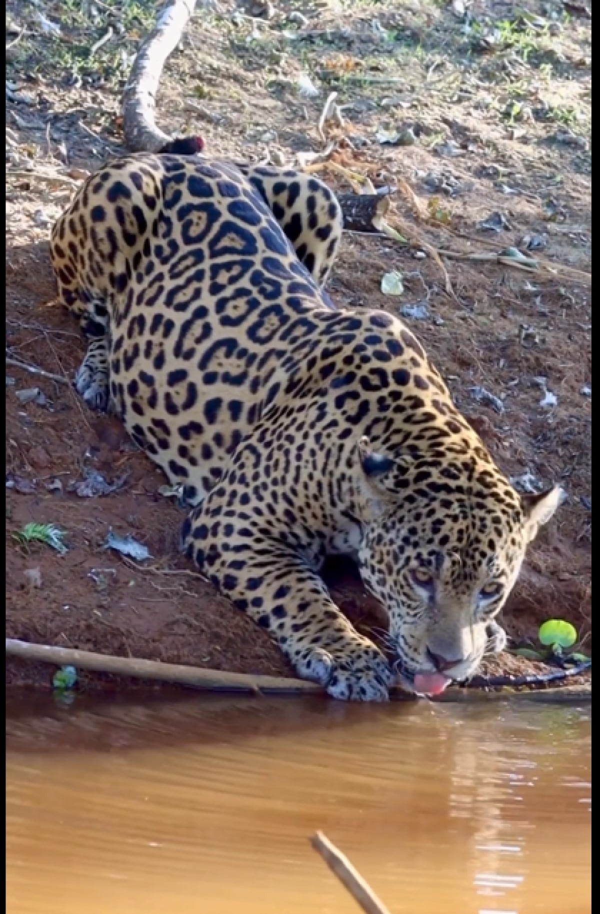 A poderosa onça-pintada (panthera onça) é a rainha do pantanal, ao passo que está no topo da cadeia alimentar, sendo o animal considerado o mais incrível superpredador.