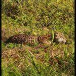 A poderosa onça-pintada (panthera onça) é a rainha do pantanal, ao passo que está no topo da cadeia alimentar, sendo o animal considerado o mais incrível superpredador