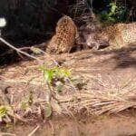 Ao contrário dos leopardos, as onças têm cauda mais curta. Outra diferencia entre eles é o padrão de manchas na pele e pelo maior tamanho.