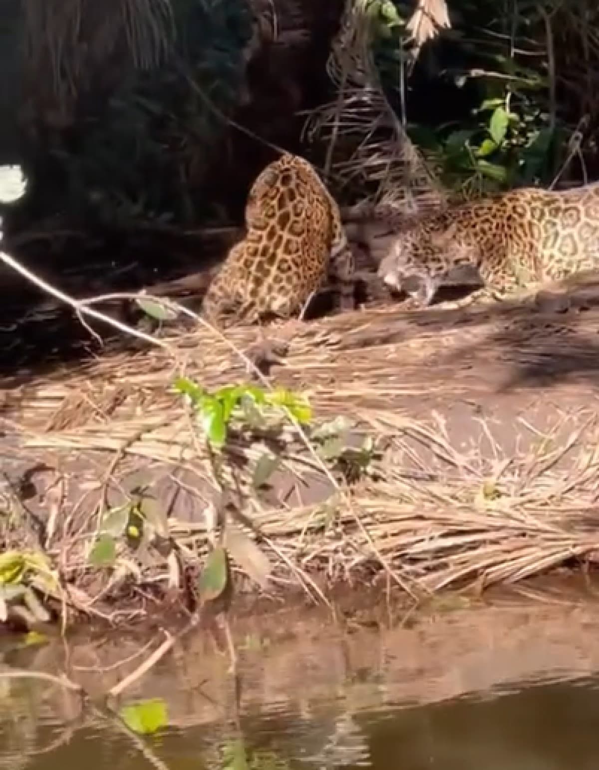 Ao contrário dos leopardos, as onças têm cauda mais curta. Outra diferencia entre eles é o padrão de manchas na pele e pelo maior tamanho.