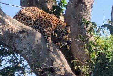 Além de possuir uma força excepcional, a onça-pintada é a que possui maior poder em suas mordidas, entre os grandes felinos do planeta.